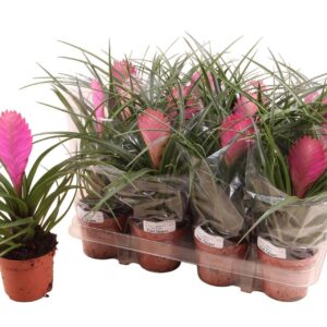 Tillandsia cyanea Cyanea 9cm
(12 Plants/Order)(9cmP 20cmH)
