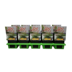 Kniphofia Alcazar Kniphofia Alcazar P11
(10 Plants/Order)(11cmP 25cmH)