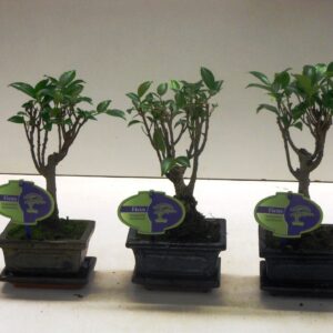 Bonsai dwergvorm loofhout Ficus retusa, 12cm., broom, with drip tray
(12 Plants/Order)(12cmP 20cmH)