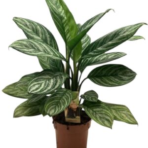 Aglaonema other Silver Stripe
(1 Plants/Order)(17cmP 55cmH)
