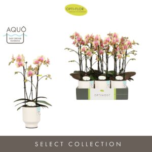 Phalaenopsis Multiflora Optimost Belle Helene 3 spike in Emilia White Aquo
(6 Plants/Order)(12cmP 45cmH)