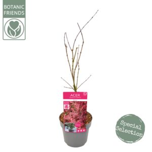 Acer palmatum Shirazz Acer palm. 'Shirazz' PREMIUM
(1 Plants/Order)(19cmP 65cmH)