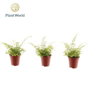 Nephrolepis Green Fantasy Tiny Nephrolepis Green Fantasy
(20 Plants/Order)(5.5cmP 15cmH)