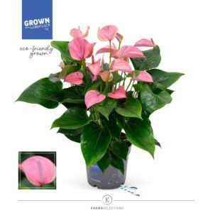 Anthurium Joli Anthurium - KARMA Joli | 17cm
(6 Plants/Order)(17cmP 55cmH)