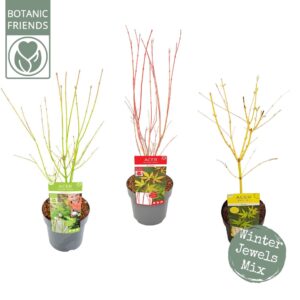 Acer palmatum Acer palm. Winter Jewels mix
(1 Plants/Order)(19cmP 55cmH)