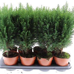 Chamaecyparis law. 'Ellwoodii chamaecyparis laws Ellwoodii
(8 Plants/Order)(13cmP 50cmH)