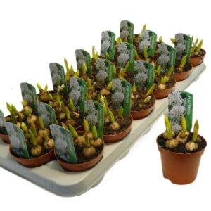 Puschkinia scilloides Puschkinia libanotica blauw/ white
(18 Plants/Order)(9cmP 12cmH)