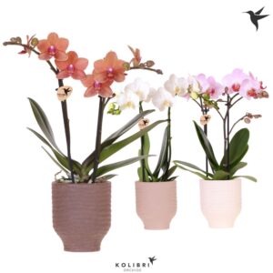 Phalaenopsis mixed 2 spike in Beach Pot
(7 Plants/Order)(9cmP 40cmH)