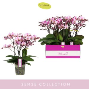 Phalaenopsis Multiflora Bellissimo Angelo
(6 Plants/Order)(15cmP 50cmH)