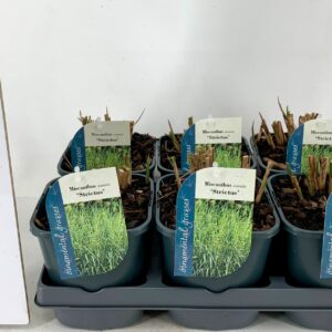 Miscanthus sinensis Strictus Miscanthus sinensis Strictus
(6 Plants/Order)(17cmP 40cmH)