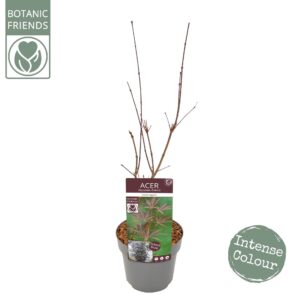 Acer palmatum Sumi-nagashi Acer palm. 'Sumi-nagashi'
(5 Plants/Order)(19cmP 65cmH)