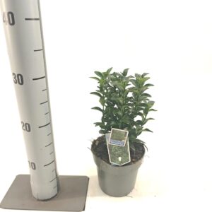 Euonymus japonicus Microphyllus Euonymus jap. 'Microphyllus'
(8 Plants/Order)(13cmP 20cmH)