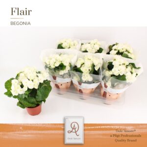 Begonia Clara Begonia Clara P14 Dolc'Amore® Flair
(6 Plants/Order)(14cmP 31cmH)