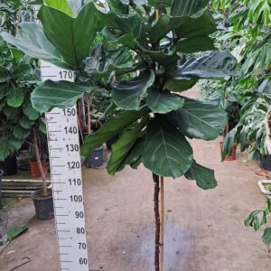 Ficus lyrata Ficus Lyrata rechte stam 210
(1 Plants/Order)(30cmP 210cmH)