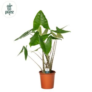 Alocasia zebrina Alocasia Zebrina p24
(1 Plants/Order)(24cmP 80cmH)