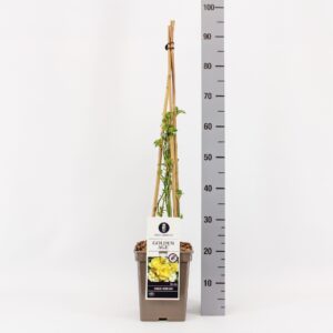 Rosa Rambler Golden Age C5, 4 stok 90cm
(1 Plants/Order)(23cmP 70cmH)