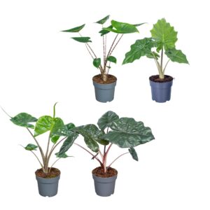 Alocasia mixed Alocasia mixed 14cm
(4 Plants/Order)(14cmP 45cmH)