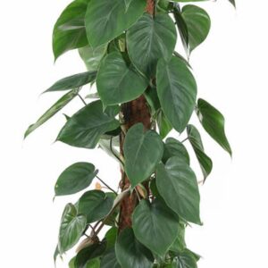 Philodendron scandens Philodendron Scandens Kratiste P24
(1 Plants/Order)(24cmP 120cmH)