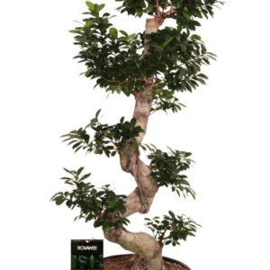 Ficus Ginseng Ficus micr. S-type in Plastic sierpot
(1 Plants/Order)(40cmP 150cmH)
