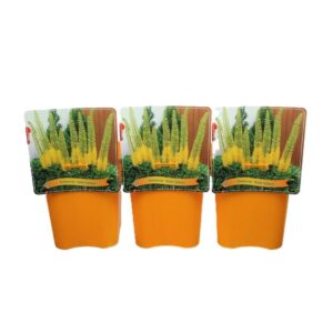 Eremurus Eremurus 'Solid Yellow' C5
(1 Plants/Order)(21cmP 35cmH)