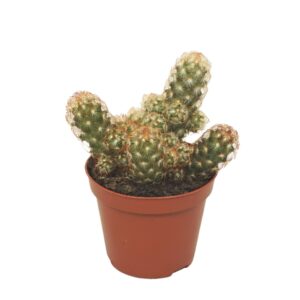 Mammillaria elongata 8,5 cm
(12 Plants/Order)(8.5cmP 12cmH)