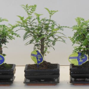 Bonsai Zanthoxylum piperitum 15cm., broom, with dip tray
(10 Plants/Order)(15cmP 25cmH)