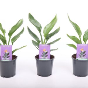 Strelitzia reginae
(8 Plants/Order)(12cmP 35cmH)