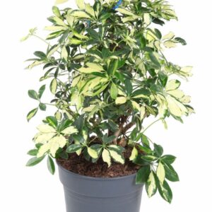 Schefflera Trinette 1,5ft P27
(1 Plants/Order)(27cmP 80cmH)