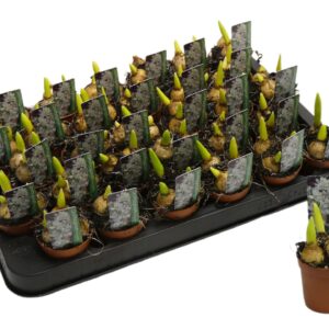 Ornithogalum balansae Ornithogalum balansea
(30 Plants/Order)(5cmP 10cmH)