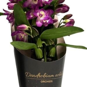 Dendrobium nobile 'Bouquet Purple R Dendrobium Nobile Bouquet Purple Rain 2+ stam koker (open Bloem)
(6 Plants/Order)(12cmP 35cmH)