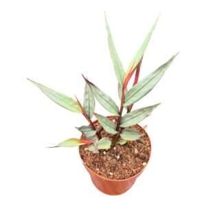 Zingiber officinale Alpinia Silver
(2 Plants/Order)(12cmP 10cmH)