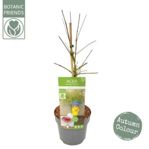 Acer palmatum Emerald Lace Acer palm. 'Emerald Lace'
(5 Plants/Order)(19cmP 65cmH)