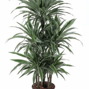 Dracaena Warneckei Dracaena Warneckei 90-carrousel
(1 Plants/Order)(31cmP 140cmH)