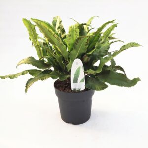 Asplenium scolopendrium Asplenium scolopendrium ES19 3,0l
(1 Plants/Order)(19cmP 25cmH)