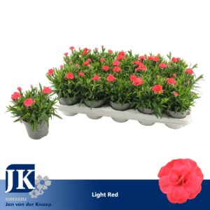 Carnation Oscar Red Carnation Light Red
(15 Plants/Order)(10.5cmP 15cmH)
