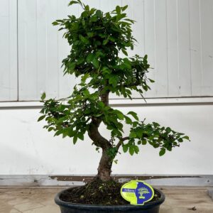 Bonsai Zelkova parvifolia, 32cm., shape, with drip tray
(2 Plants/Order)(32cmP 50cmH)