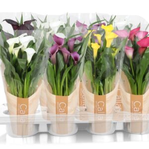 Zantedeschia mixed Zantedeschia mixed Calla mix in bedrukte hoes
(8 Plants/Order)(13cmP 40cmH)