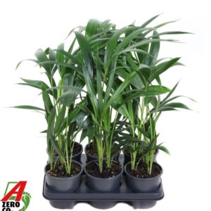 Howea forsteriana Howea Forsteriana(Kentia) P13-60
(10 Plants/Order)(13cmP 60cmH)