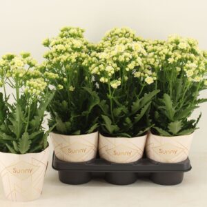 Kalanchoe Sunny White Kalanchoe Sunny White
(6 Plants/Order)(14cmP 40cmH)