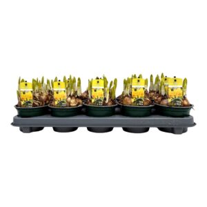 Narcissus Tete a tete Narcis Tete-a-Tete
(10 Plants/Order)(12cmP 15cmH)