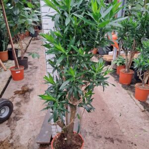 Dracaena Dracaena Reflexa Pleomele 170
(1 Plants/Order)(35cmP 170cmH)