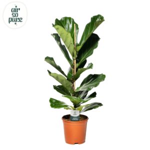 Ficus lyrata Ficus Lyrata p21
(1 Plants/Order)(21cmP 90cmH)