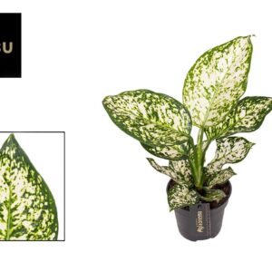 Aglaonema ivory Jade Aglaonema ivory Jade
(6 Plants/Order)(12cmP 30cmH)