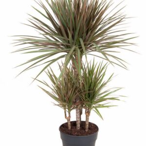 Dracaena Bicolor Dracaena Bicolor 45-carrousel
(1 Plants/Order)(21cmP 100cmH)