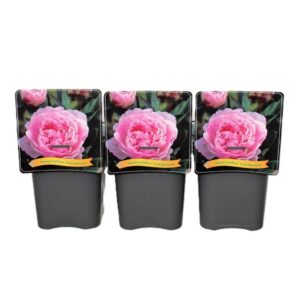 Paeonia Sarah Bernhard Paeonia Lactiflora 'Sarah Bernhardt' C5
(1 Plants/Order)(21cmP 35cmH)