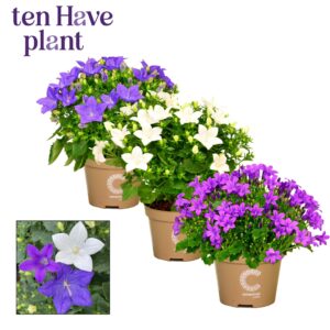 Campanula Campanula Promo mix 1
(10 Plants/Order)(11cmP 17cmH)