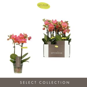 Phalaenopsis Multiflora Optifriend Gwen 2 spike
(8 Plants/Order)(7cmP 25cmH)