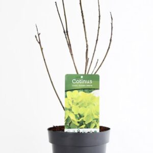 Cotinus Golden Spirit Cotinus cogg. 'Golden Spirit'® P19/C3
(3 Plants/Order)(19cmP 45cmH)