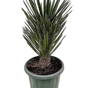 Yucca Yucca filifera P35
(1 Plants/Order)(35cmP 100cmH)