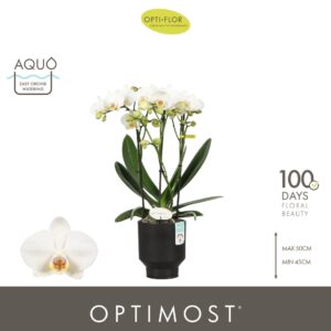 Phalaenopsis Multiflora Optimost Helios 3 spike in Emilia Dark Brown Aquo
(6 Plants/Order)(12cmP 45cmH)